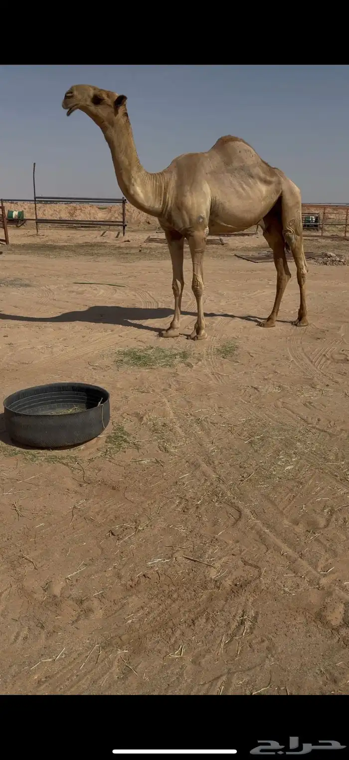 للبيع قعود حكومي غرنوق 1