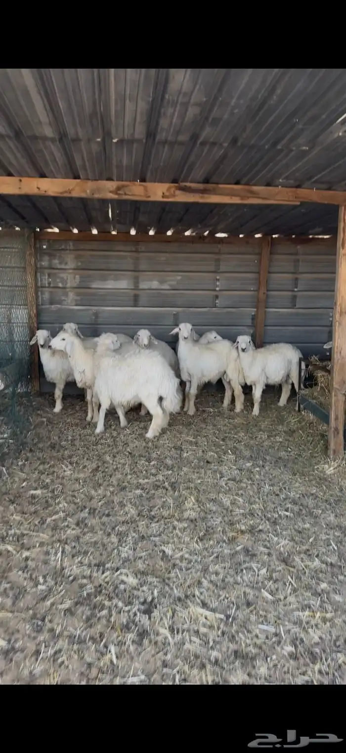 حري للبيع جبر وسط مع الصلخ التوصيل 12