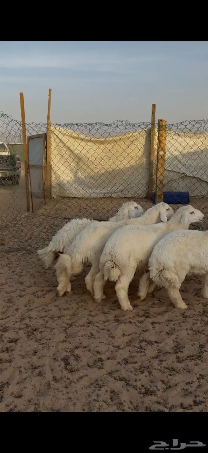 حري للبيع جبر وسط مع الصلخ التوصيل 20