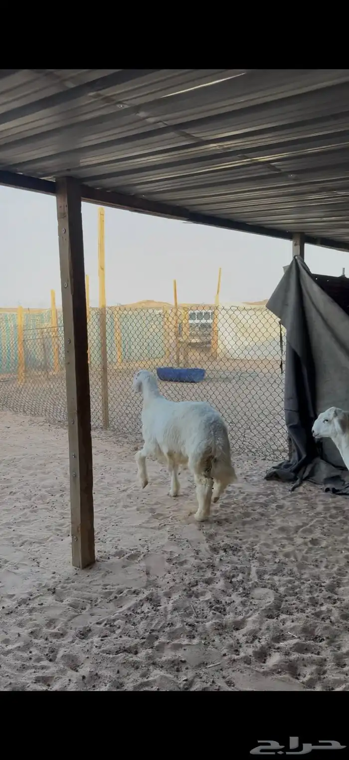 حري للبيع جبر وسط مع الصلخ التوصيل 1