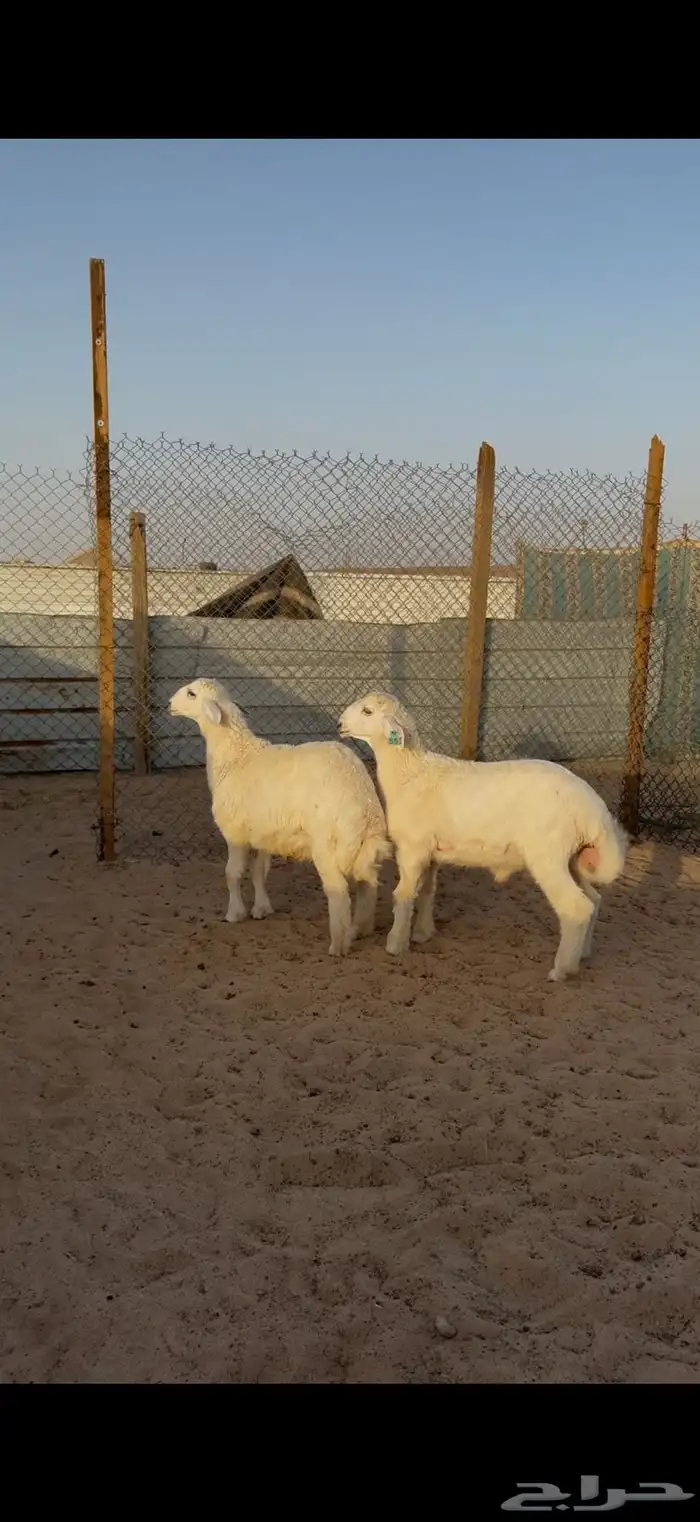 حري للبيع جبر وسط مع الصلخ التوصيل 6