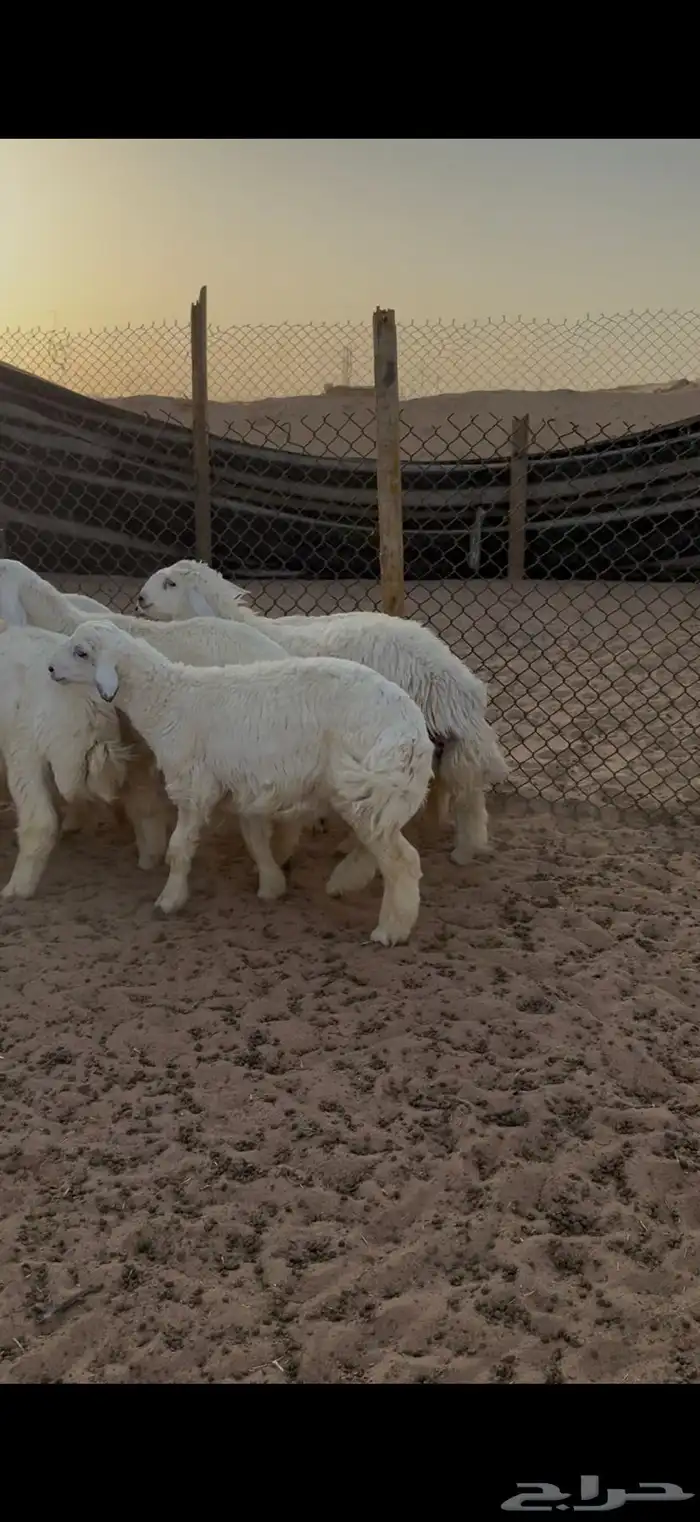 حري للبيع جبر وسط مع الصلخ التوصيل 10