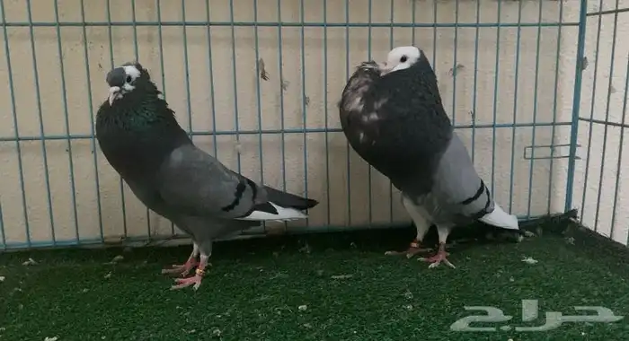 نفاخ تورنيق منتج 3