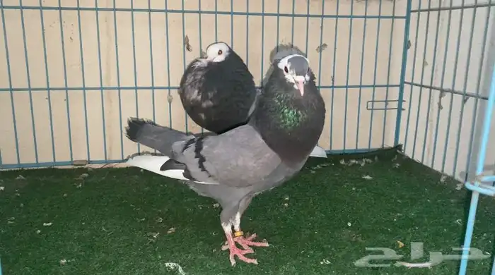 نفاخ تورنيق منتج 4