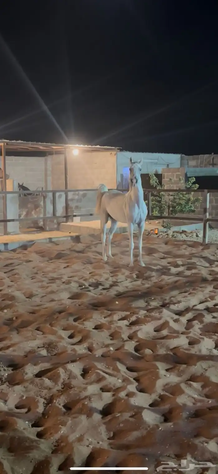 فرس شعبيه كفو 0