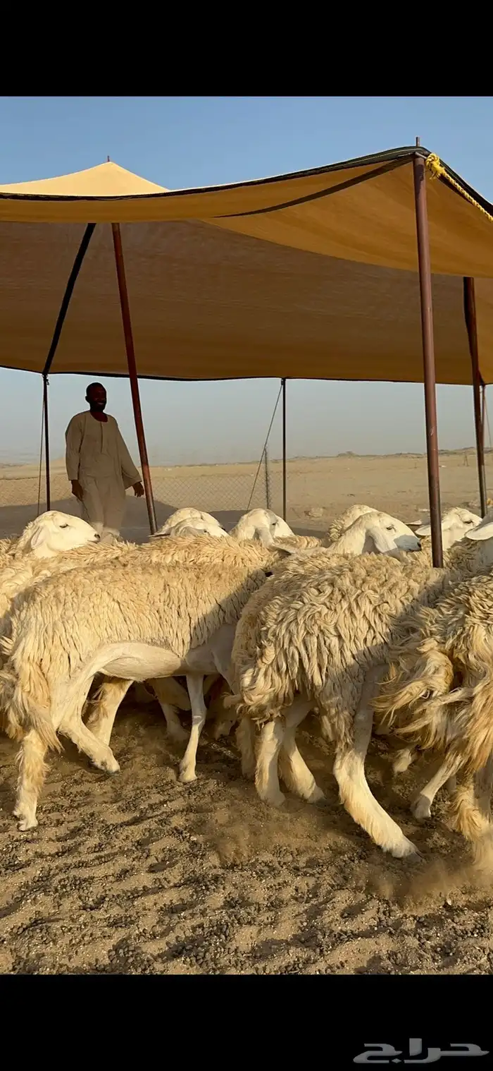 غنم حرية رخال حرش نقوت مراح ماشاءالله 29 9