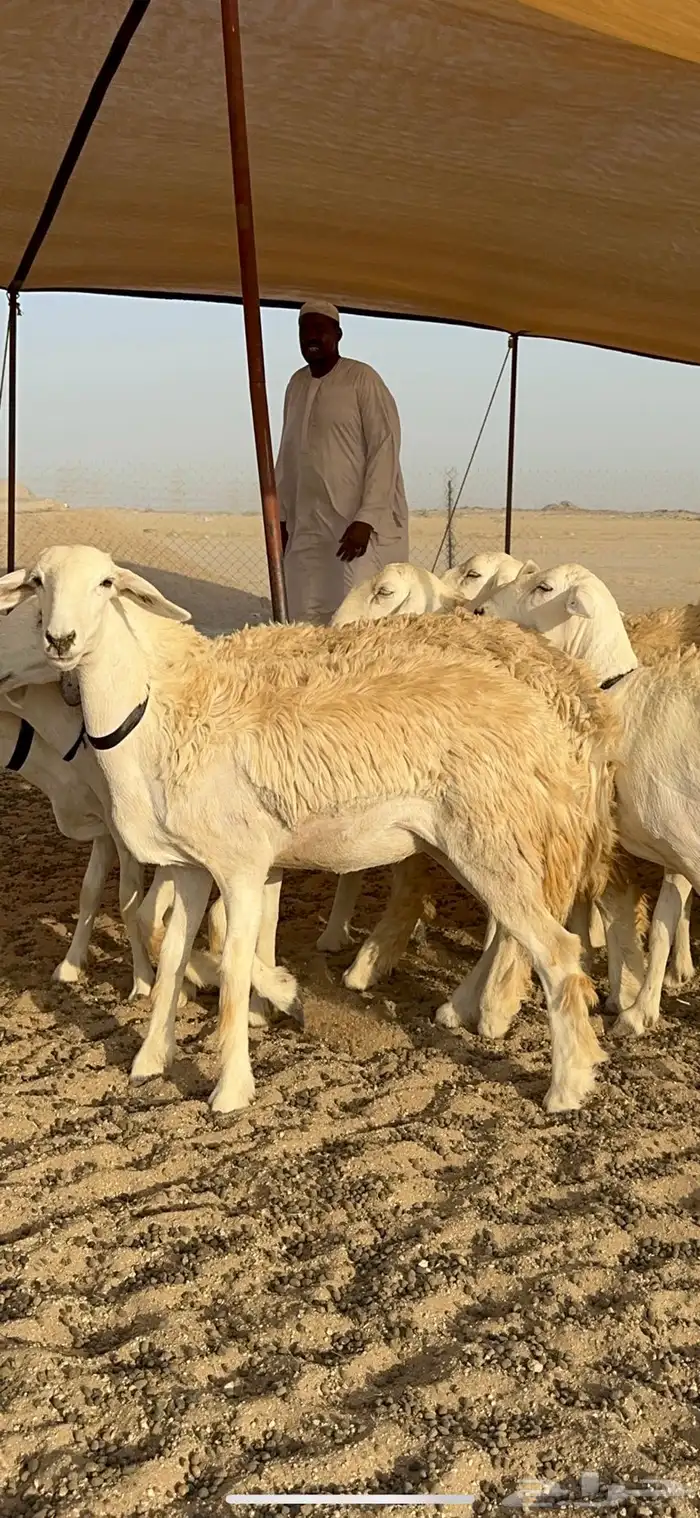 غنم حرية رخال حرش نقوت مراح ماشاءالله 29 0