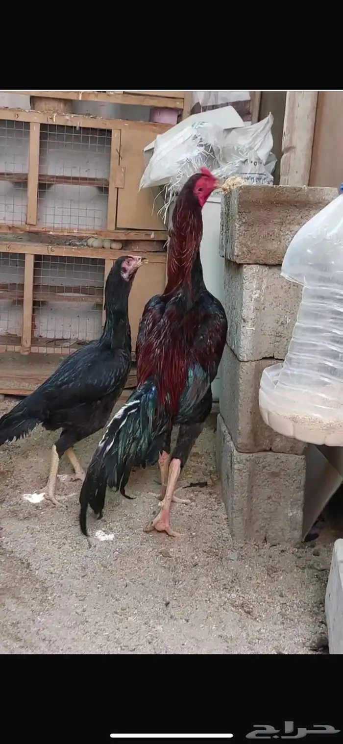 دجاج باكستاني صافي 0