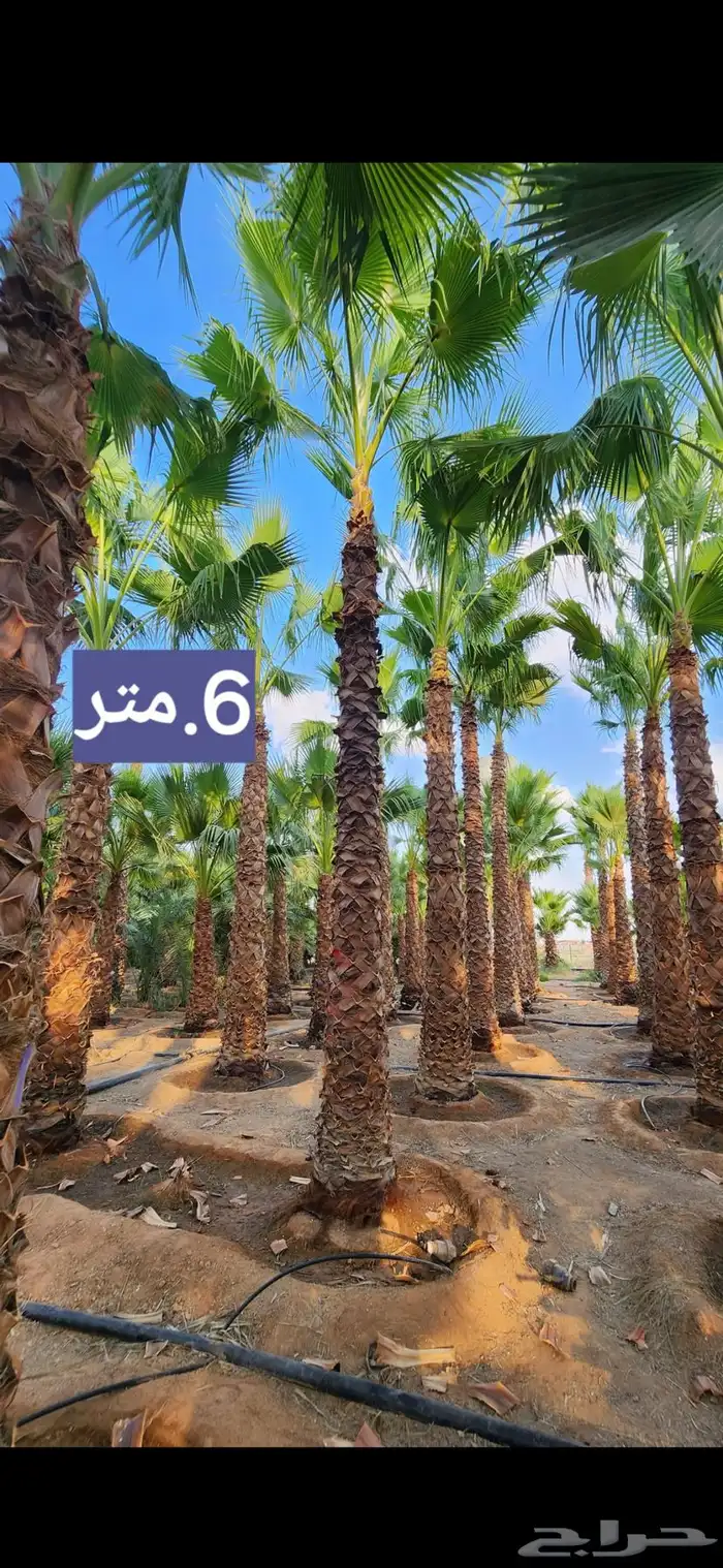 تبحث عن نخل  شبك  شتلات  أشجار مثمرة أو زينة بيع وجميع الان 35