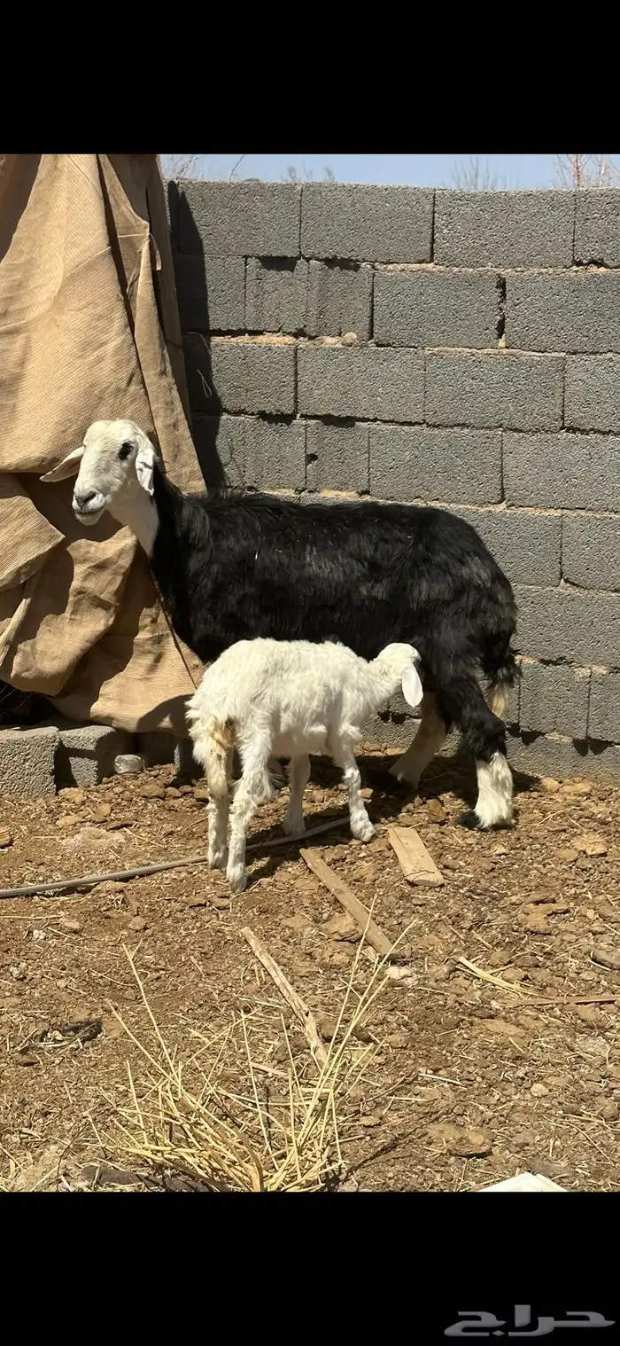 نعجه نجديه جرم ورخل حريه 1