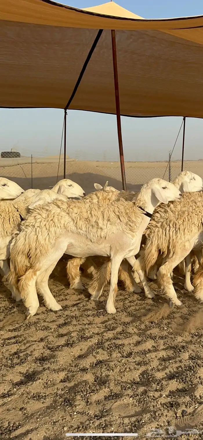 غنم حرية رخال حرش نقوت مراح ماشاءالله 29 8