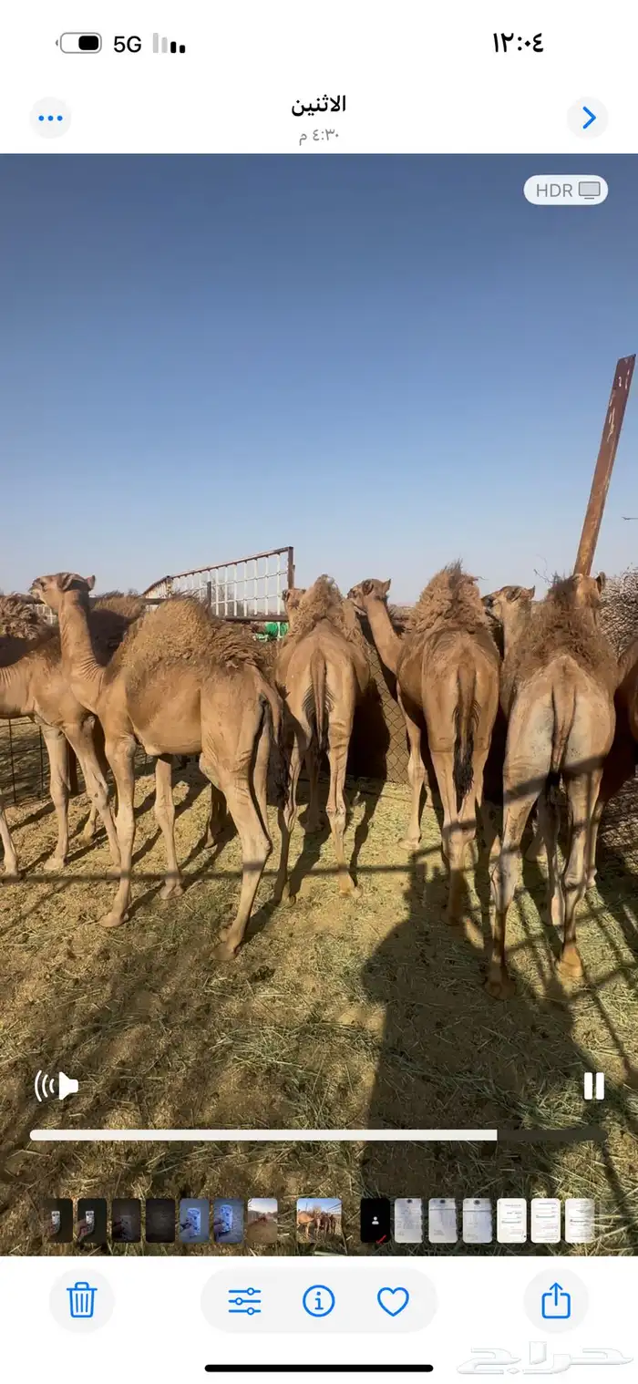 قعدان حشوان كفو شحم للبيع جنوب بيشه 2