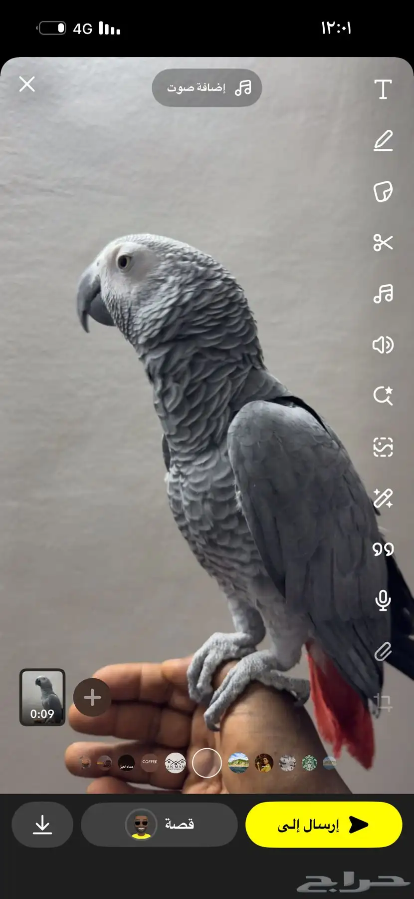 كاسكو مميز 2