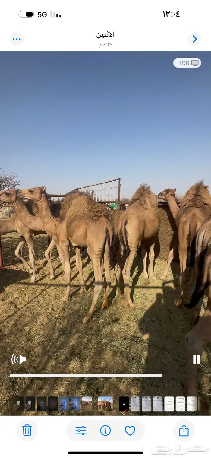 قعدان حشوان كفو شحم للبيع جنوب بيشه 3