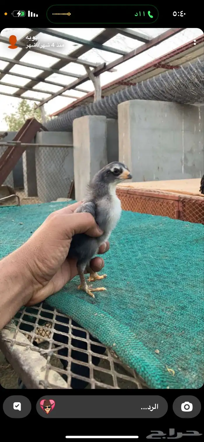 دجاج باكستاني صافي 4