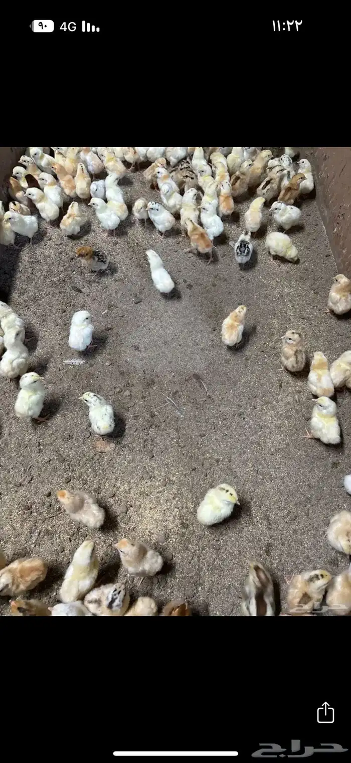 صوص بلدي محصن 0