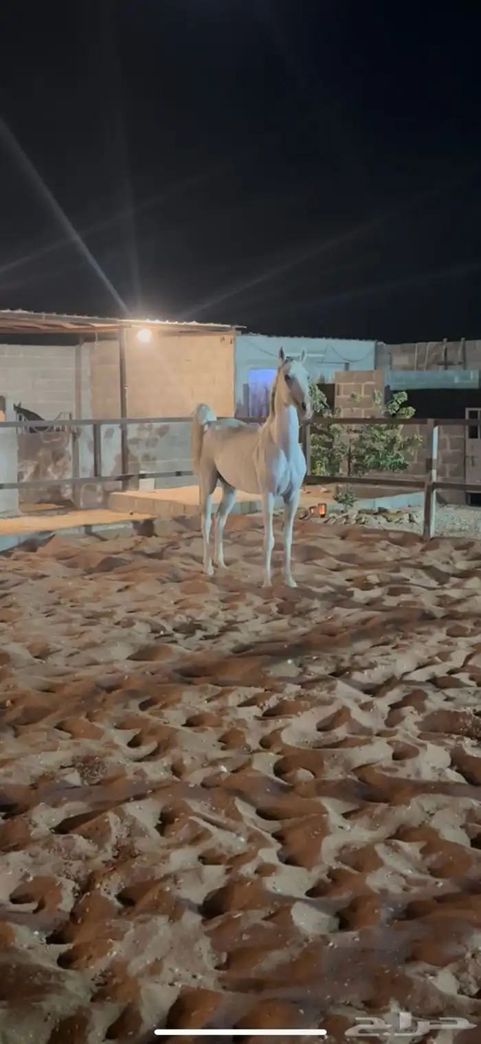 فرس شعبيه كفو 1