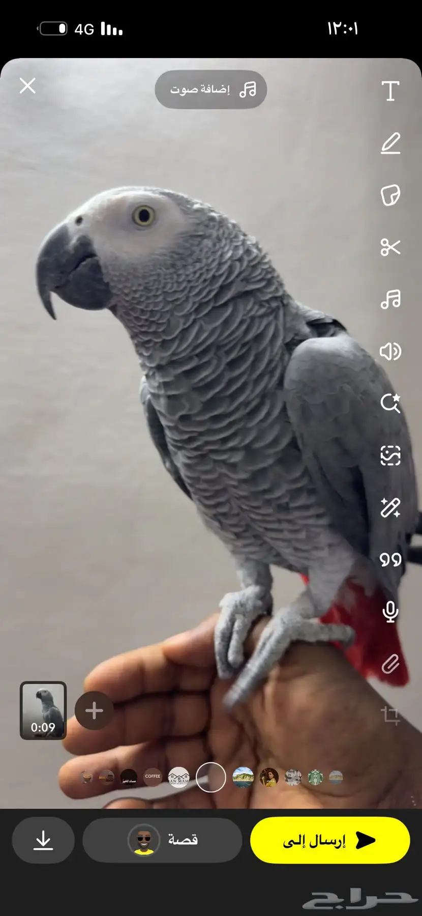 كاسكو مميز 1