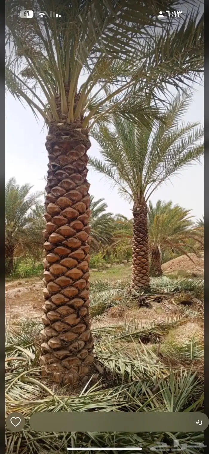 تبحث عن نخل  شبك  شتلات  أشجار مثمرة أو زينة بيع وجميع الان 29