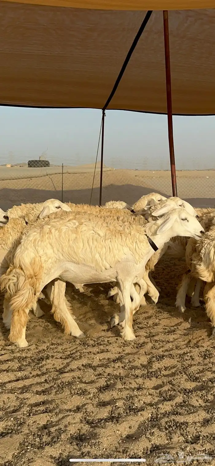 غنم حرية رخال حرش نقوت مراح ماشاءالله 29 7