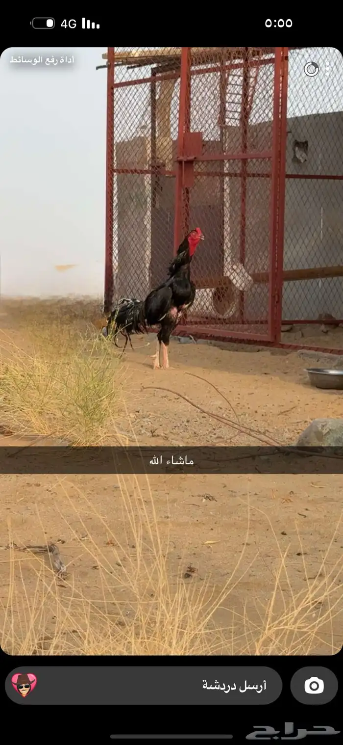 دجاج باكستاني صافي 5