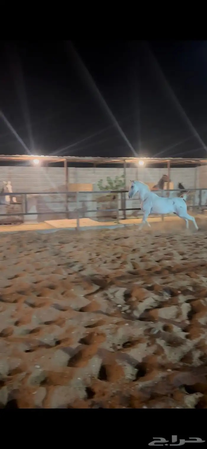 فرس شعبيه كفو 6