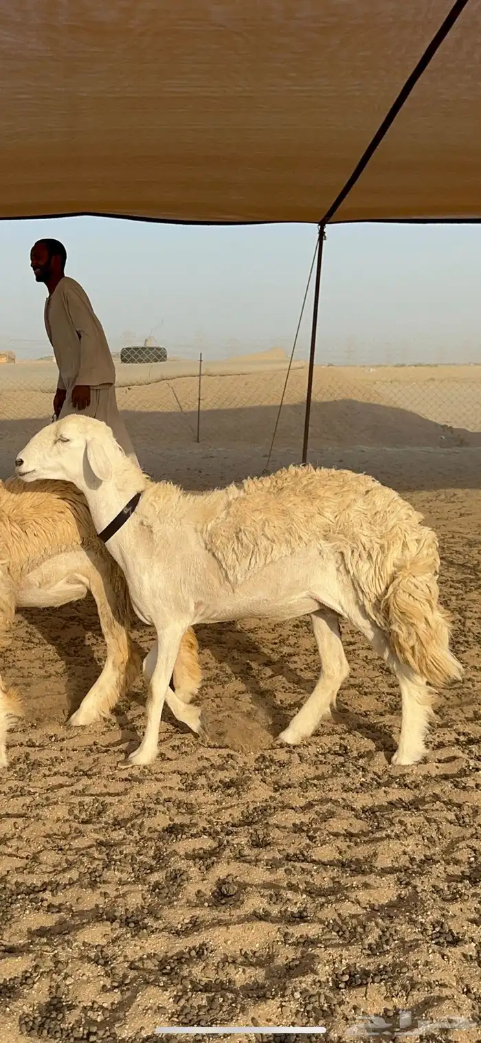 غنم حرية رخال حرش نقوت مراح ماشاءالله 29 3