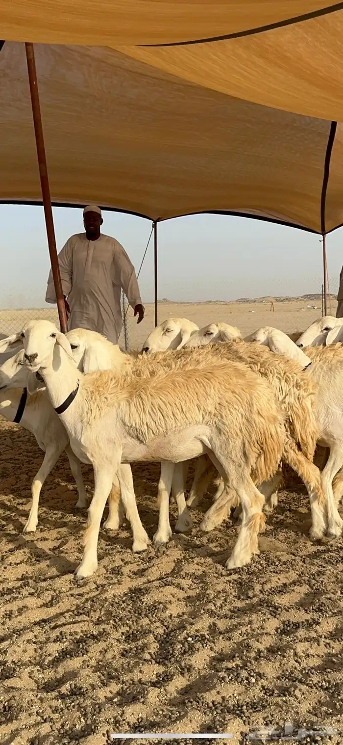 غنم حرية رخال حرش نقوت مراح ماشاءالله 29 2