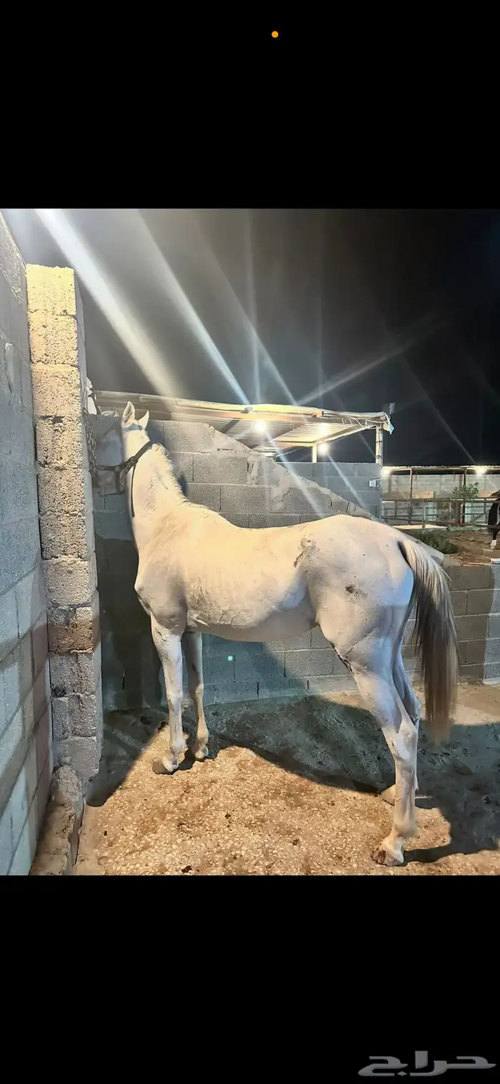 فرس شعبيه كفو 5