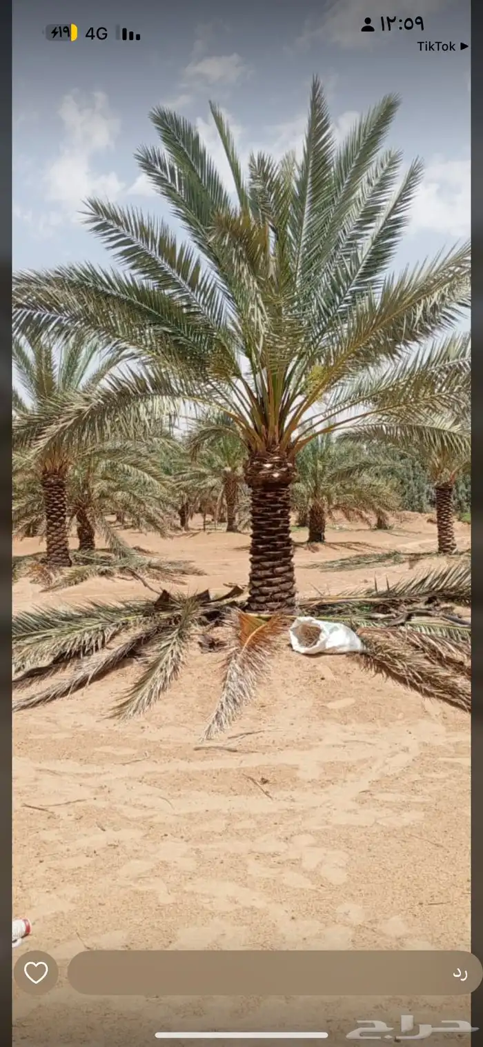تبحث عن نخل  شبك  شتلات  أشجار مثمرة أو زينة بيع وجميع الان 30