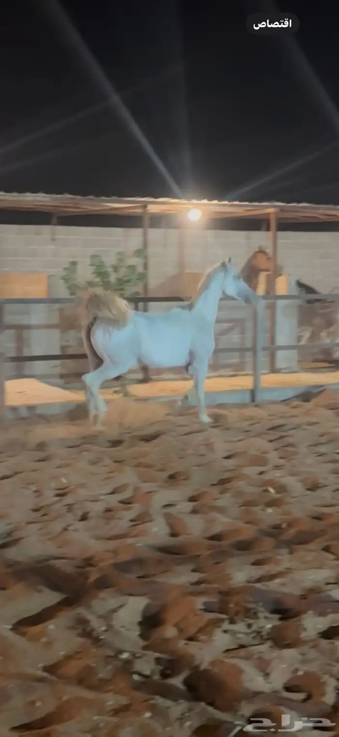 فرس شعبيه كفو 2