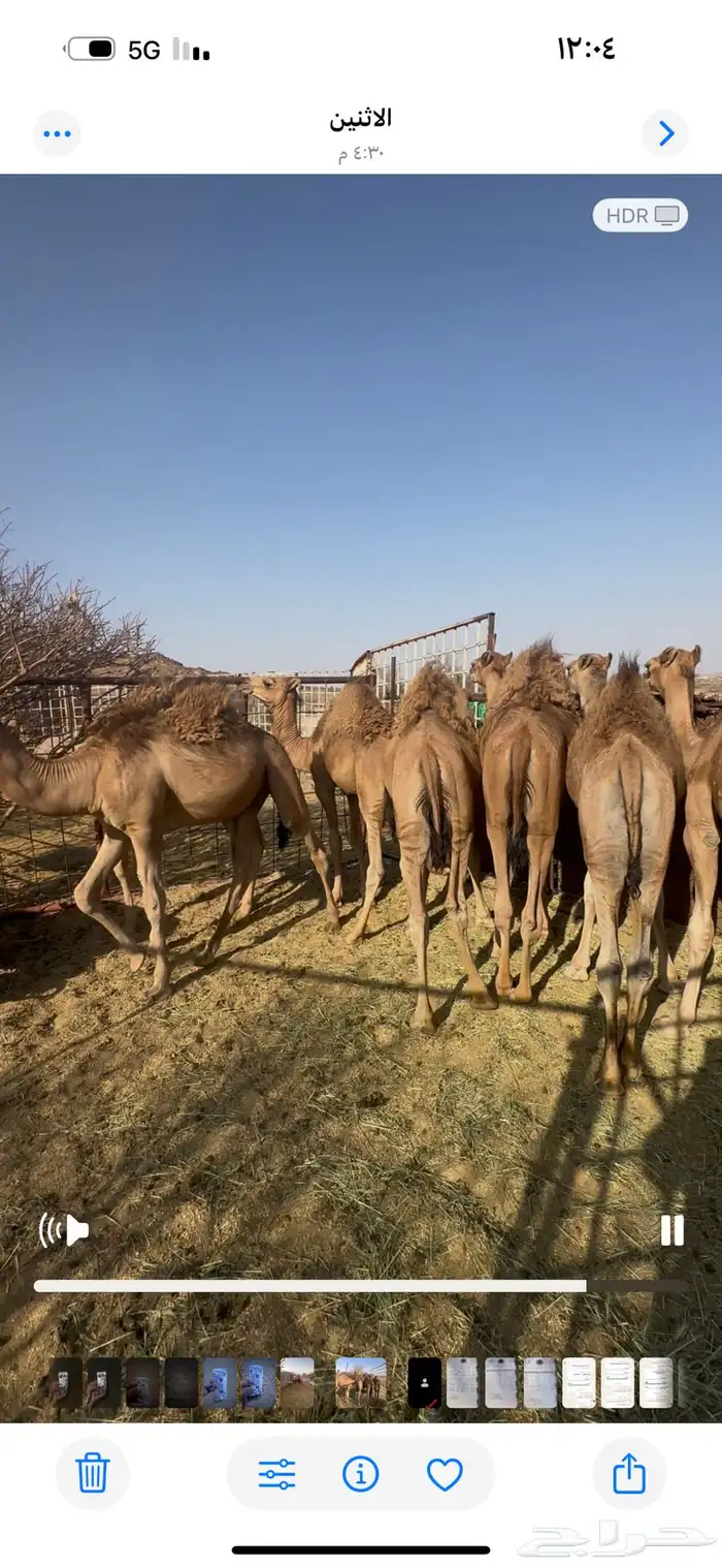 قعدان حشوان كفو شحم للبيع جنوب بيشه 1