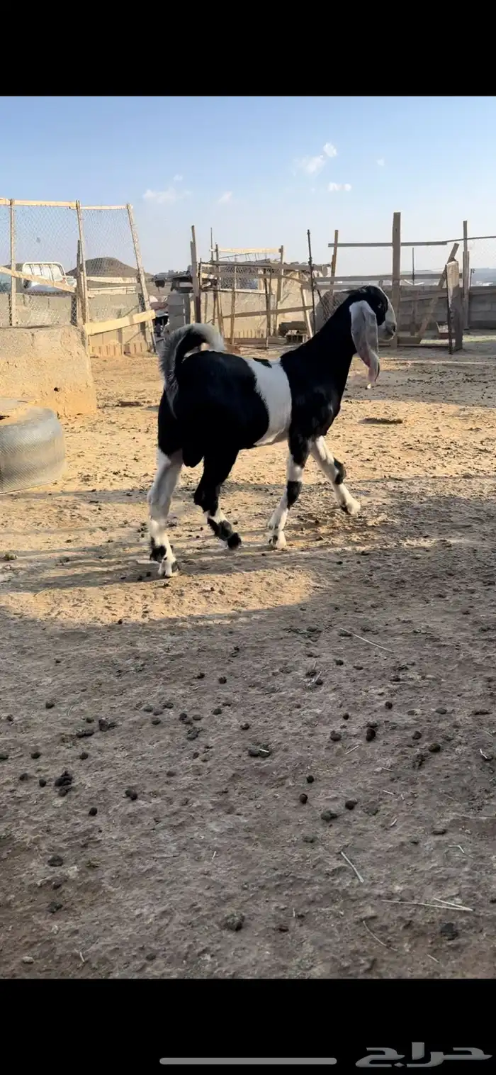 مشروع فحل صنف 1