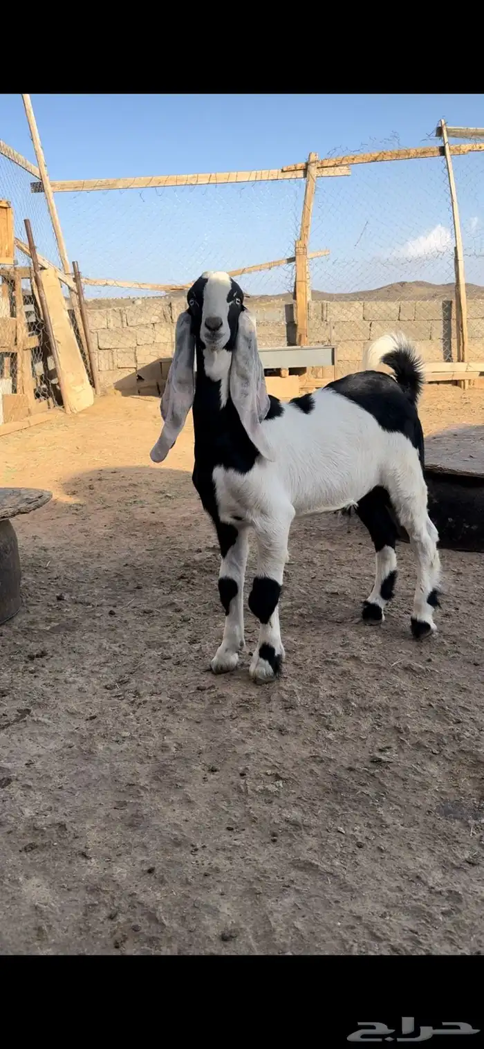 مشروع فحل صنف 0