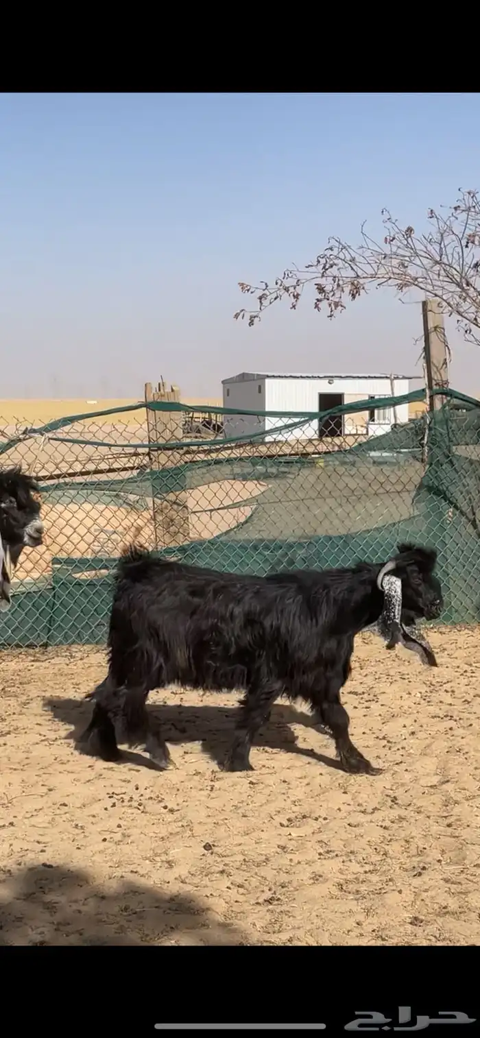 تيوس عوارض معرفه 3