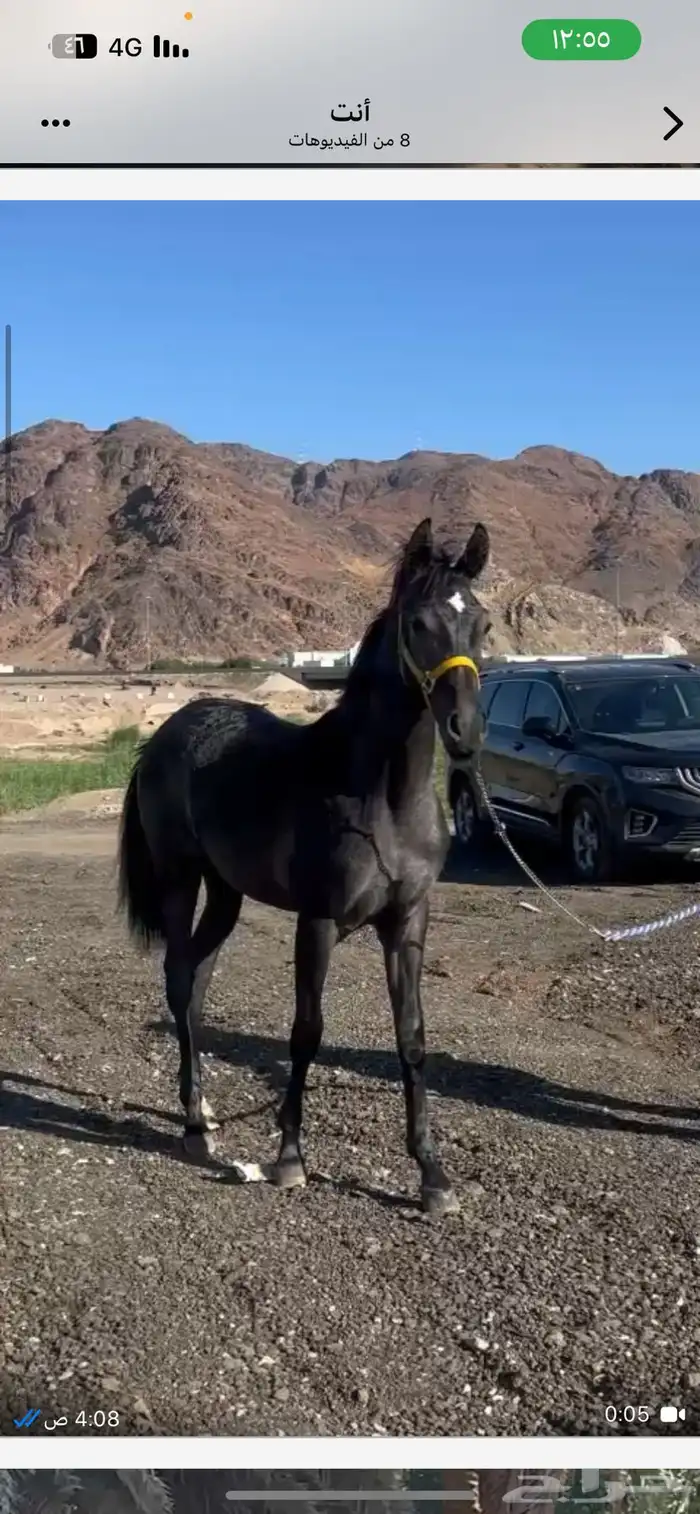 مهره مكس للبيع 2