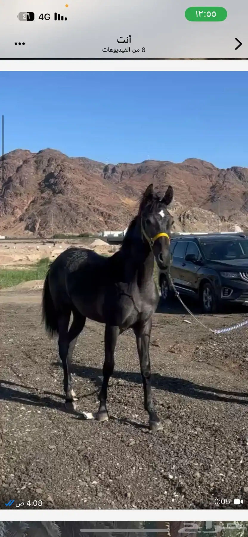 مهره مكس للبيع 2