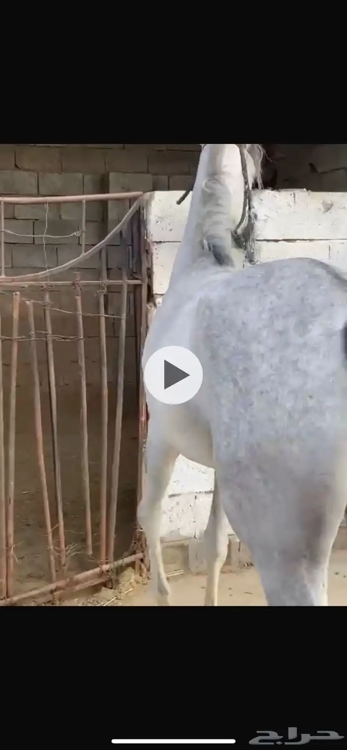 حصان_خيل_فرس_امهار_للبيع الي صامل فقط يتواصل 2