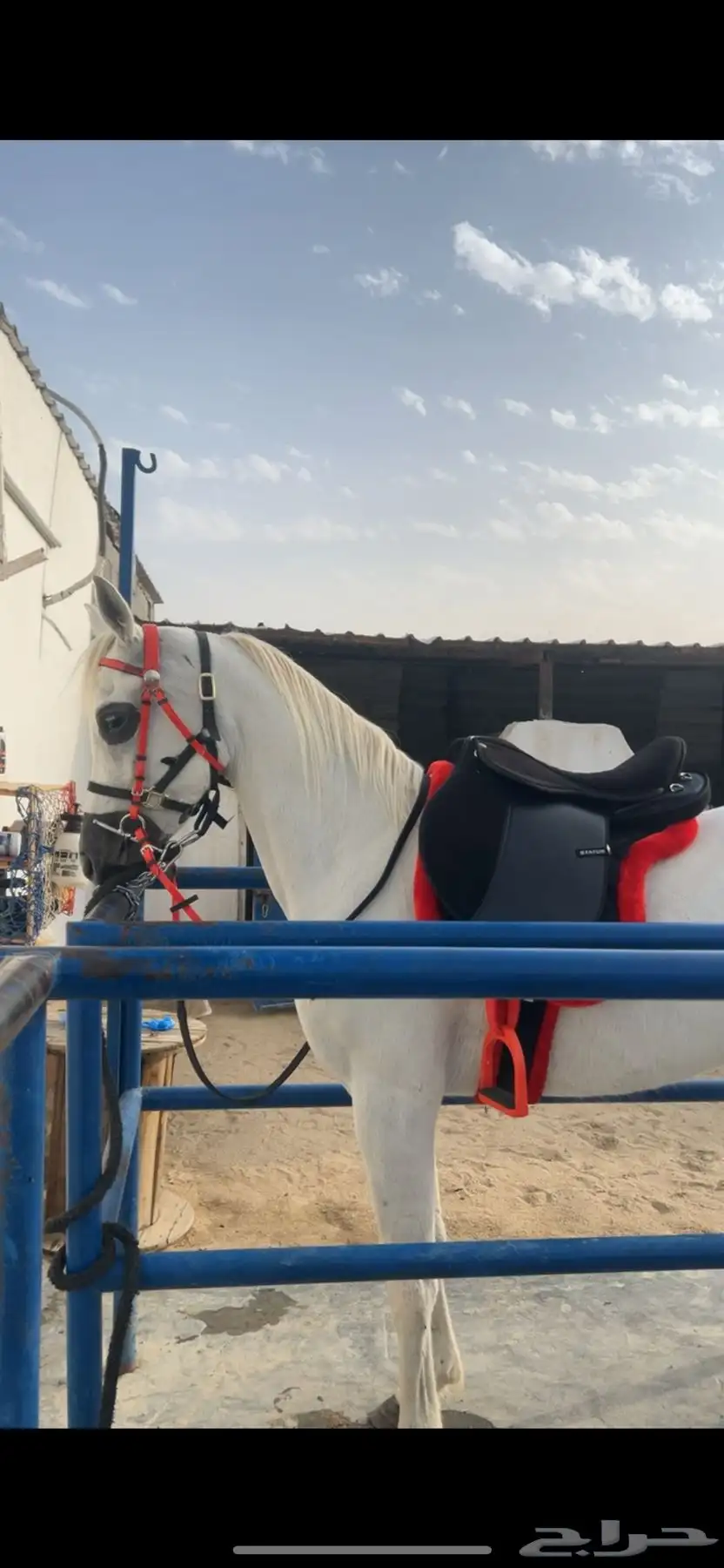 فرس واهو للبيع 1