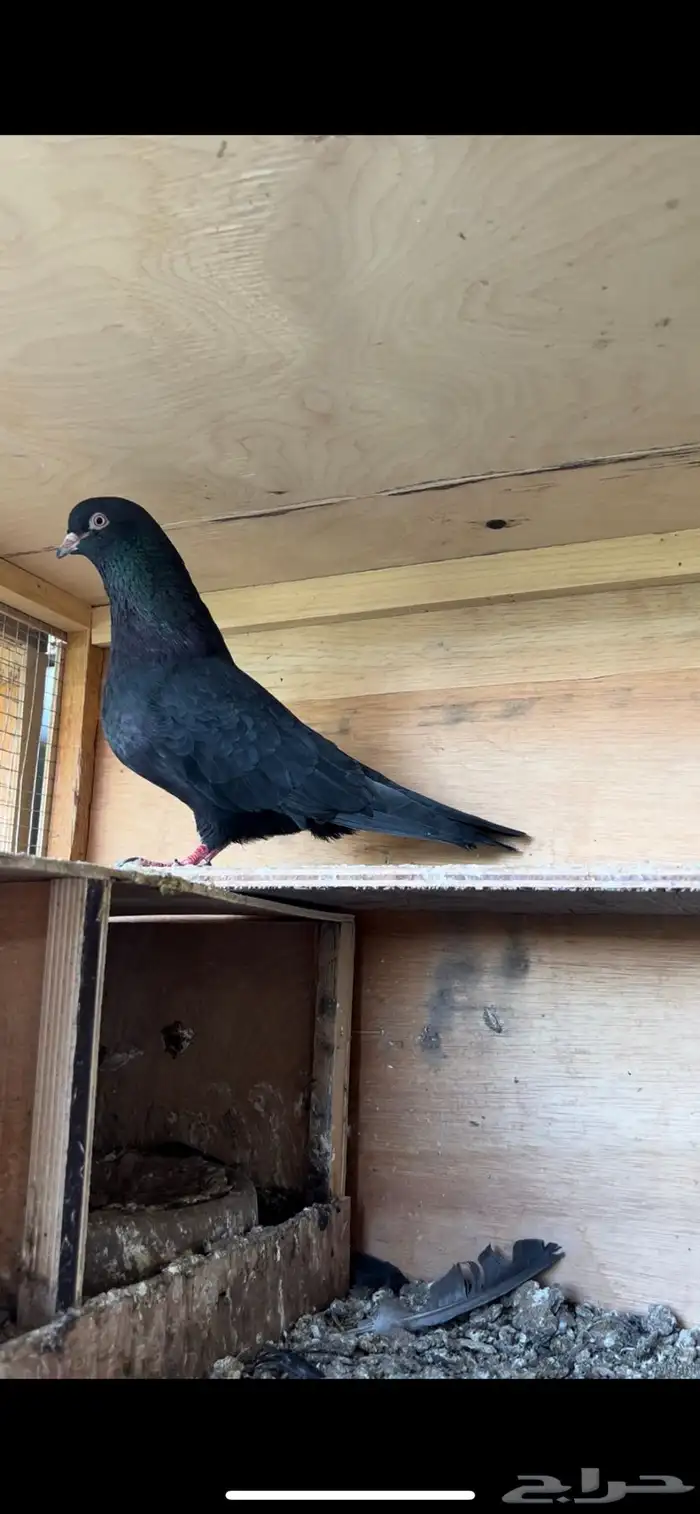 حمام قطيفي (تم البيع ) 0