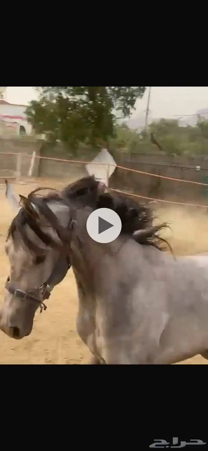 حصان_خيل_فرس_امهار_للبيع الي صامل فقط يتواصل 1