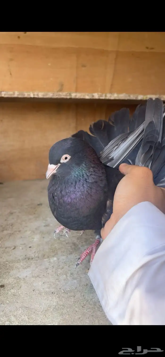 حمام قطيفي (تم البيع ) 3