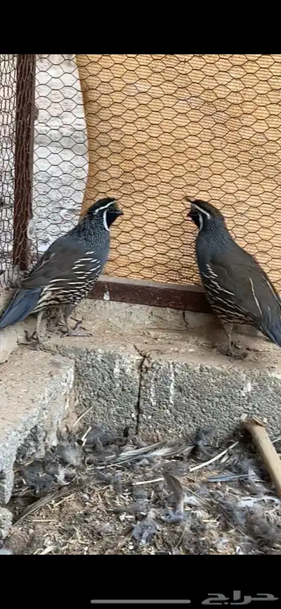 للبيع سمان كاليفورنيا 0