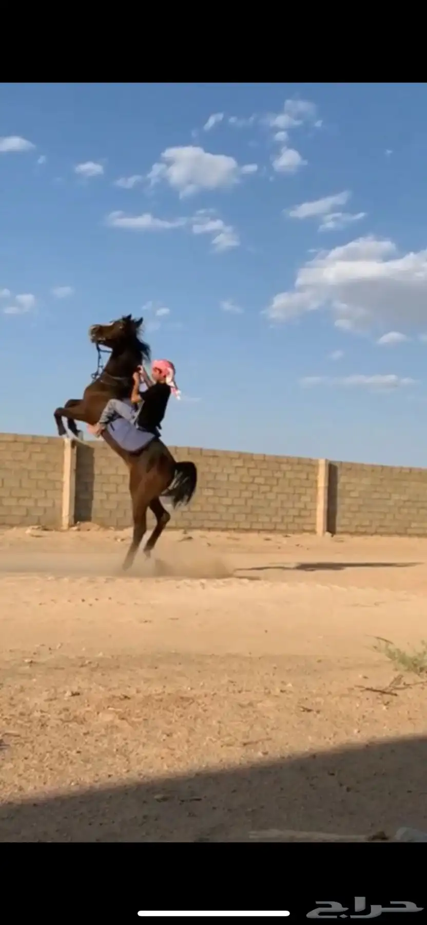 حصان شعبي كفو 1