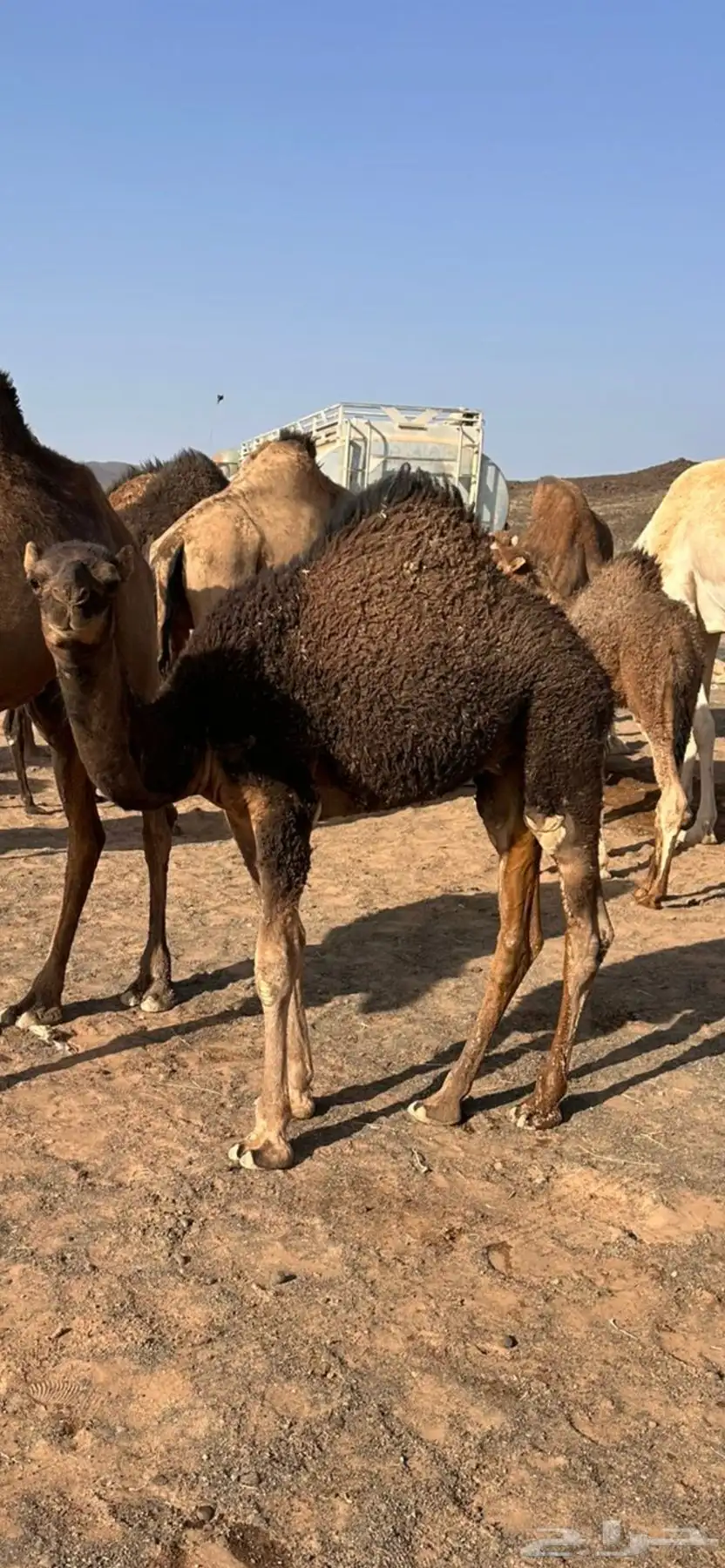 قعدان 2