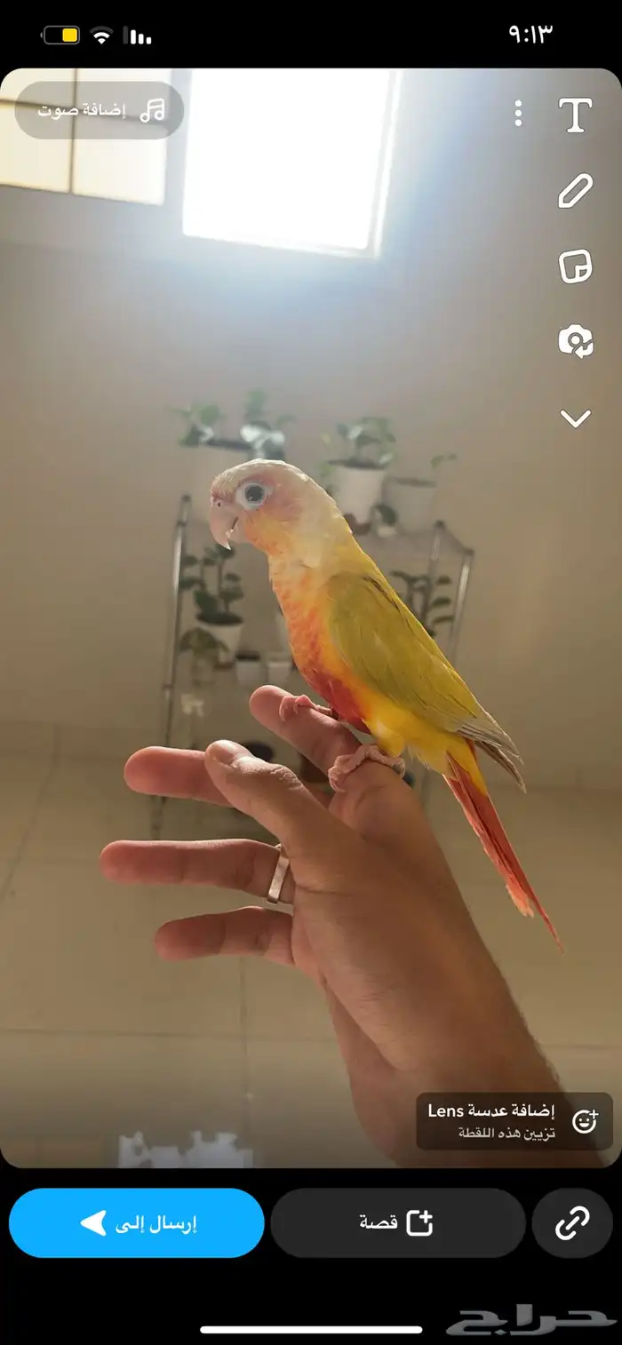 كنيور صن شيك تم البيع 2