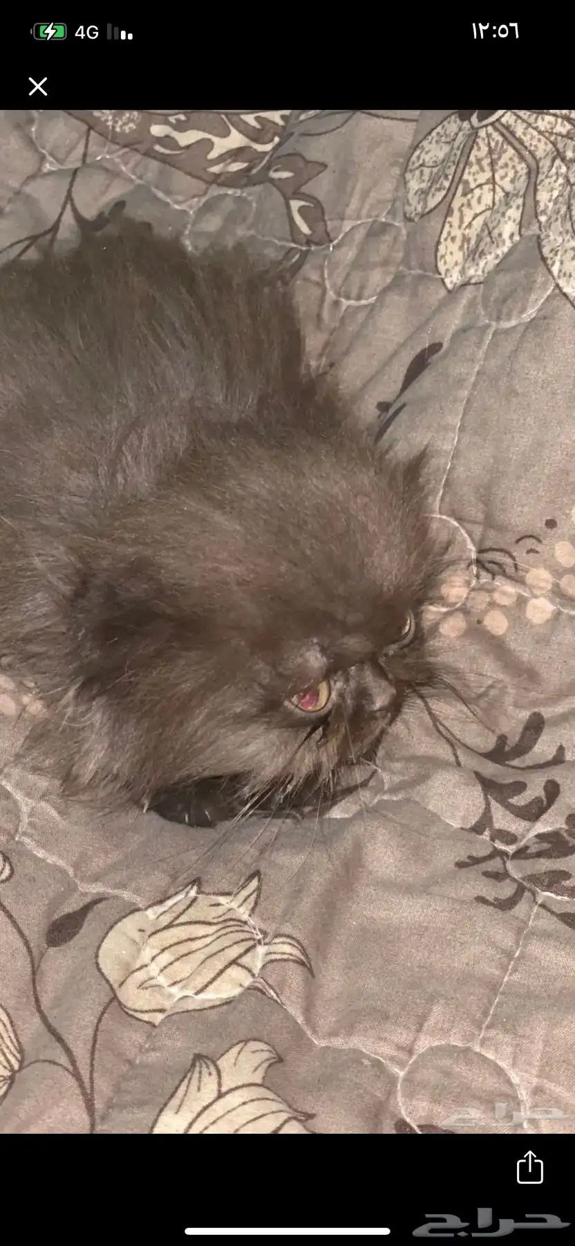 قطط 1