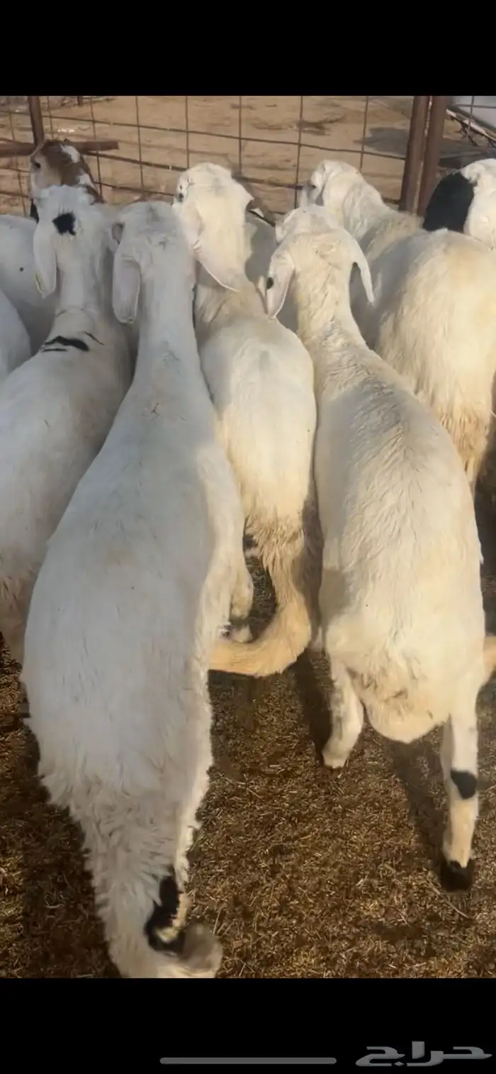 طليان جذعان شبيه الحري مرباه للمناسبات والزواجات 0