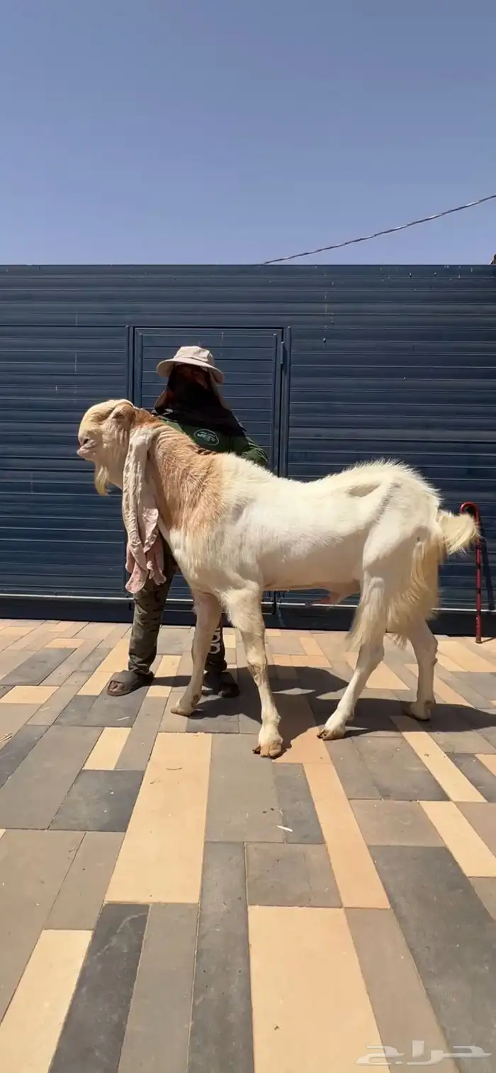 فحل حجازي ابيض ابرص جرم طيب 3