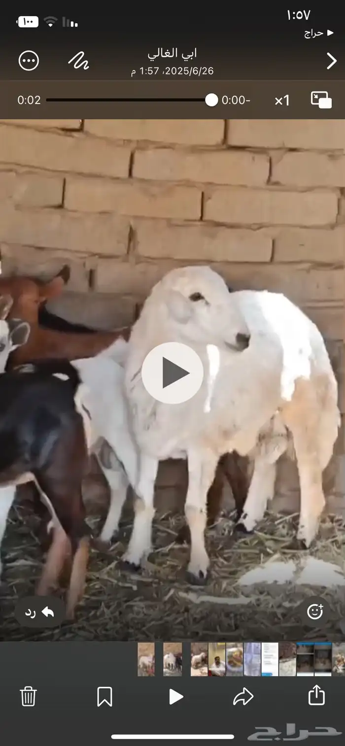 خروف للبيع فل ناهي شحم 1